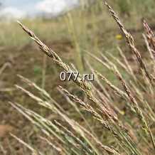 семена травы сидеральной (сидератов) семена Овсяницы тростниковой
