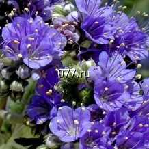 семена травы сидеральной (сидератов)