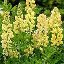 семена травы сидеральной (сидератов)