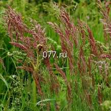 семена травы сидеральной (сидератов) семена Овсяницы красной