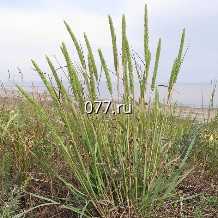 семена травы сидеральной (сидератов) семена Тимофеевки луговой