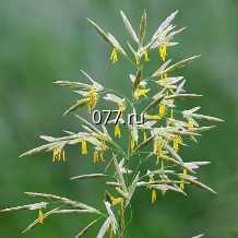 семена травы кормовой кострец безостый