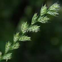 семена травы кормовой фестулолиум