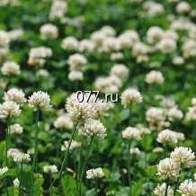 семена травы кормовой клевер белый (ползучий)