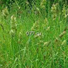 семена травы кормовой райграс пастбищный