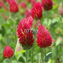 семена травы кормовой клевер красный (луговой)