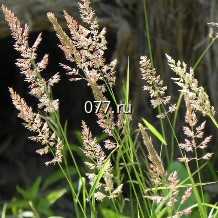 семена травы кормовой мятлик луговой