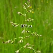 семена травы кормовой мятлик луговой
