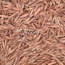 семена травы кормовой овсяница красная