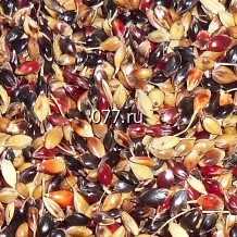 семена травы кормовой