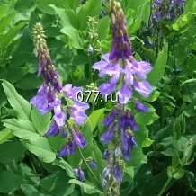 семена травы кормовой козлятник восточный