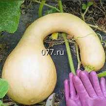 семена тыквы мускатная Сахарная булава