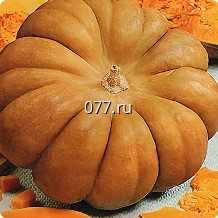 семена тыквы Медовая крошка