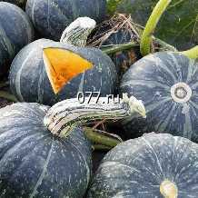 семена тыквы Сладкий каштан