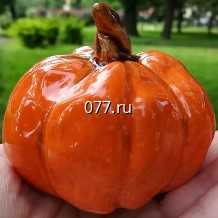 семена тыквы декоративная Сувенир