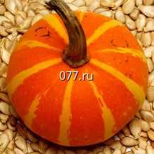 семена тыквы Большой Макс