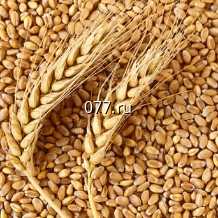 семена ячменя