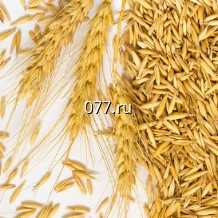 семена ячменя Вакула, шестирядный