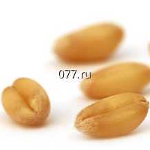 семена ячменя яровой, Раушан