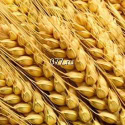 семена ячменя