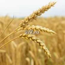 семена ячменя яровой, Прерия