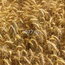 семена ячменя яровой, Родник Прикамья