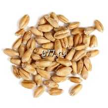 семена ячменя