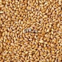 семена ячменя