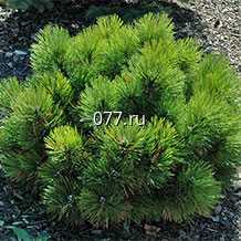 материал посадочный (саженцы) культур древесно-кустарниковых декоративных хвойных сосна черная Пирамидалис