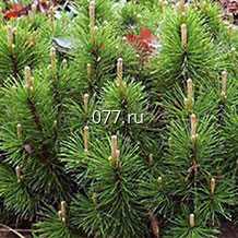 материал посадочный (саженцы) культур древесно-кустарниковых декоративных хвойных сосна горная Мугус