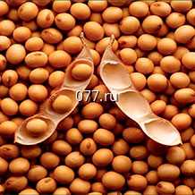 семена сои (соя) сорт Припять