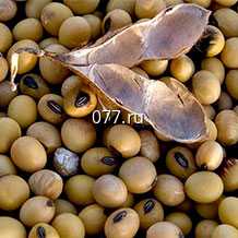 семена сои (соя) сорт Припять