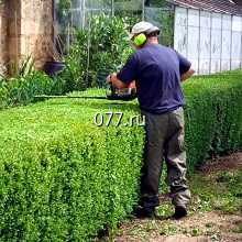 деревья (дерево), кустарники-обрезка декоративная (стрижка)