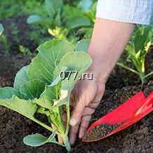 удобрение (витамины, подкормка) минеральное, органическое, стимулятор роста Энерген, Эпин, Циркон, Новосил, Гумат