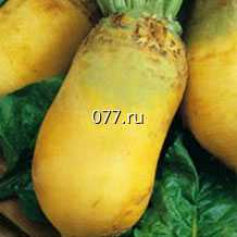 семена свеклы кормовой Эккендорфская моно