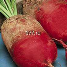 семена свеклы кормовой красная, Кольчуга