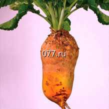 семена свеклы кормовой Бригадир