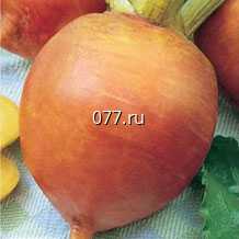 семена свеклы кормовой Северная оранжевая