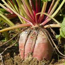 семена свеклы кормовой Полусахарная Розовая