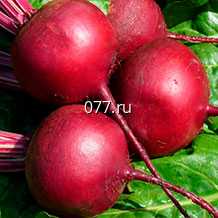 семена свеклы сахарной Ред Клауд F1