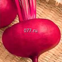 семена свеклы сахарной Египетская плоская