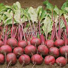 семена свеклы сахарной Пабло F1