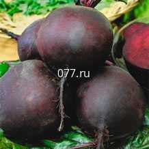 семена свеклы сахарной Мулатка-шоколадка