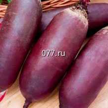 семена свеклы сахарной столовая Соло F1