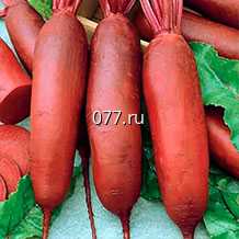 семена свеклы сахарной Красный богатырь