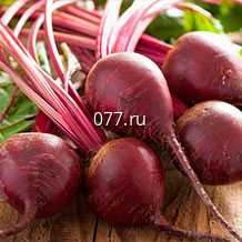 семена свеклы сахарной Детройтская круглая