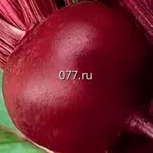 семена свеклы сахарной Подзимняя А 474