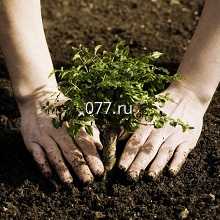 кустарник-посадка (высадка кустарников)