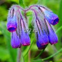 семена травы лекарственной