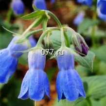 семена травы лекарственной